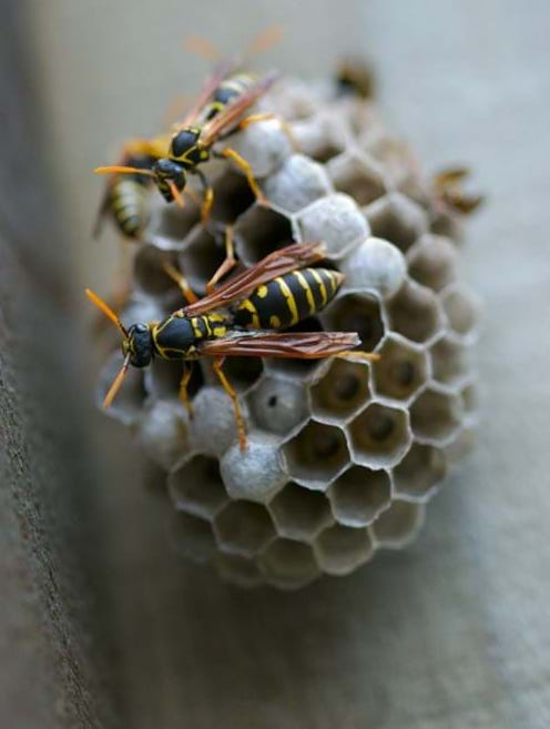 istock_000005209318small_start-of-wasp-nest.jpg